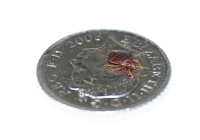 Bed Bugs 375651 Image 0